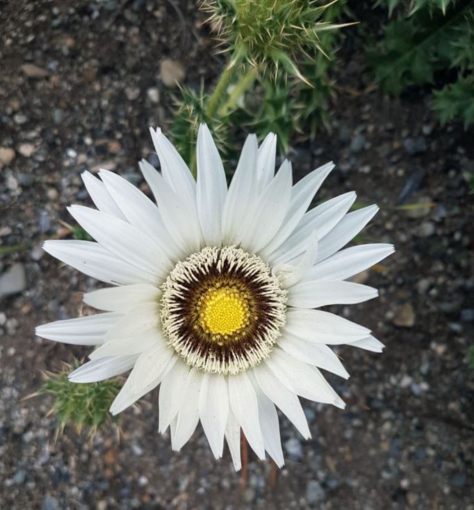 Berkheya cirsiifolia - thistle-leaved daisy