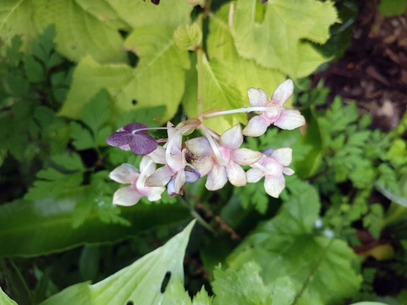 Hydrangea caerulea - blue deinanthe