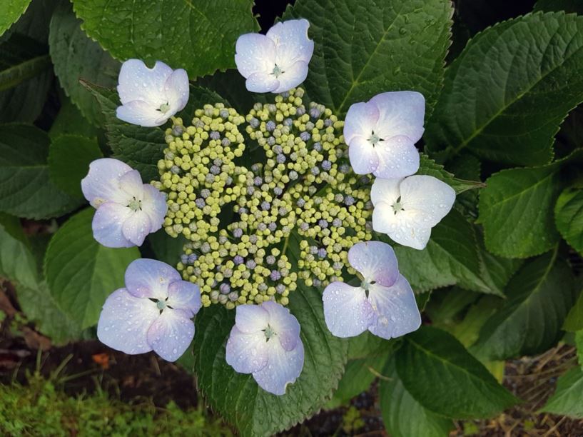 Hydrangea macrophylla 'Mariesii Perfecta' - blue wave hydrangea