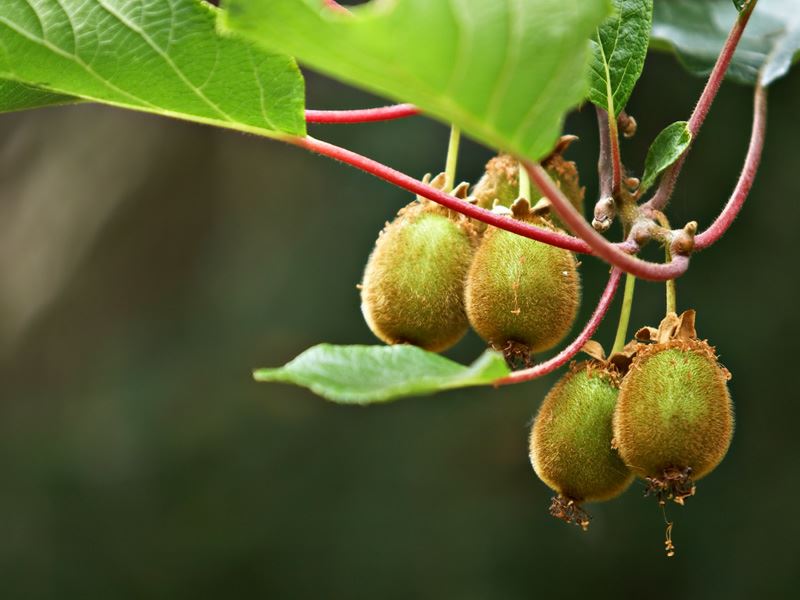 Actinidia deliciosa - Chinese gooseberry, kiwi