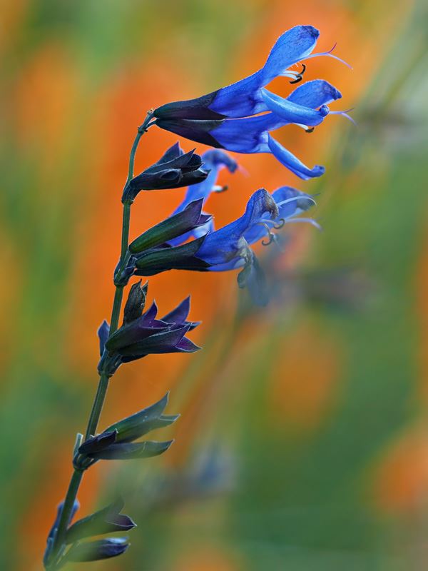 Salvia guaranitica 'Black and Blue' - anise-scented sage