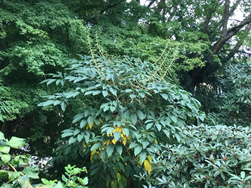 Heptapleurum minutistellatum - schefflera