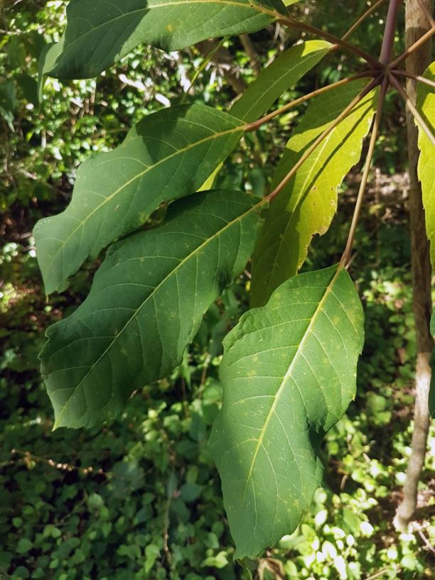 Heptapleurum fengii - umbrella plant | UBC Botanical Garden