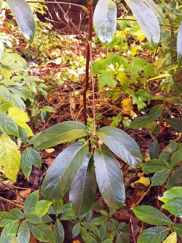 Heptapleurum gracile - slender schefflera