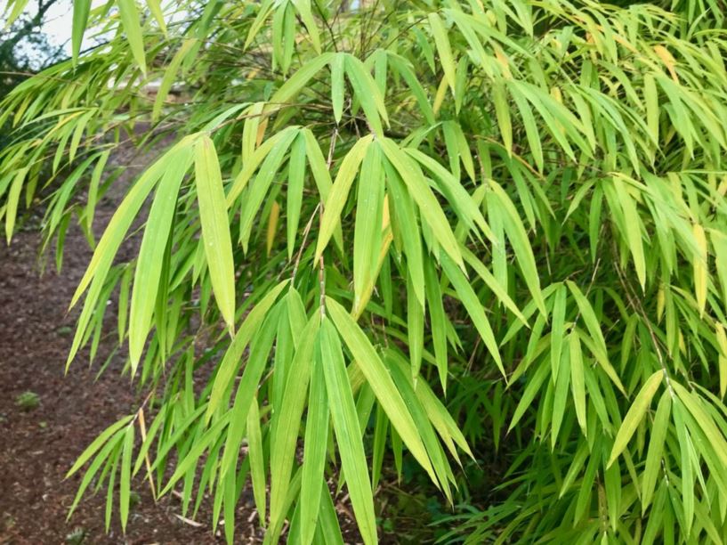 Borinda fungosa - chocolate borinda | UBC Botanical Garden