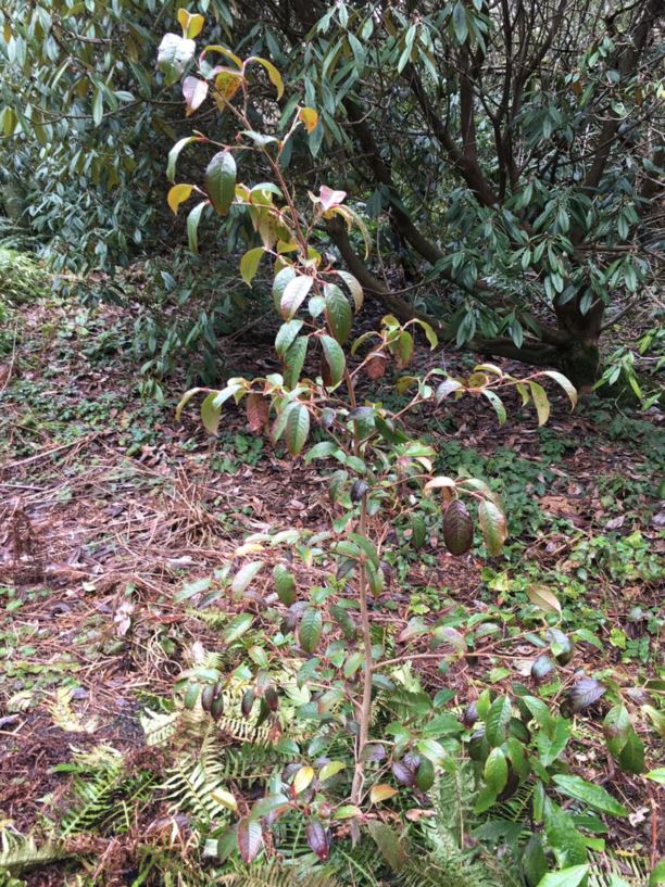 Stewartia pteropetiolata - evergreen stewartia
