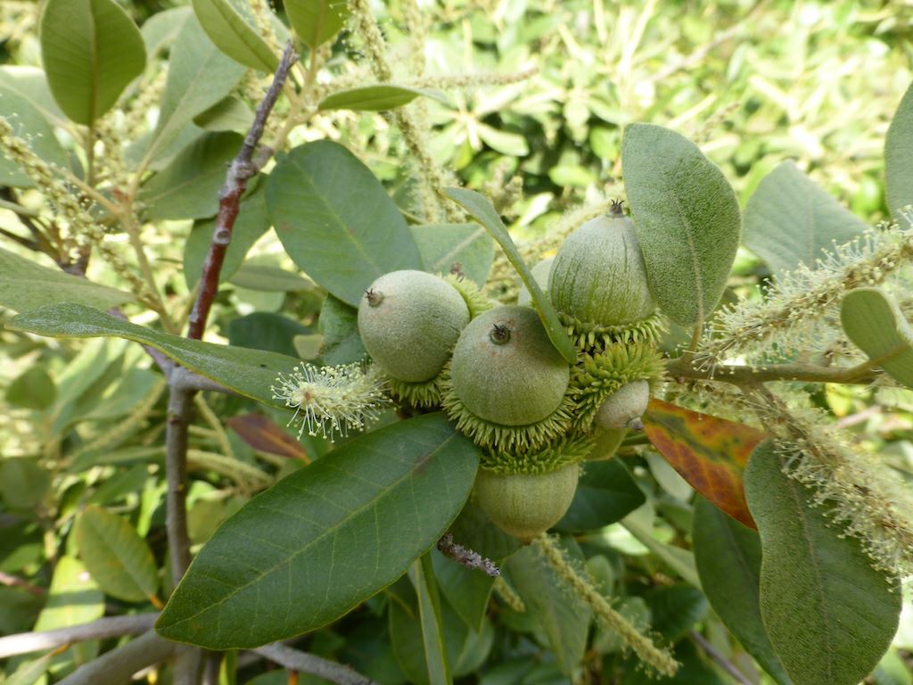 Notholithocarpus densiflorus - tanbark oak, tanoak