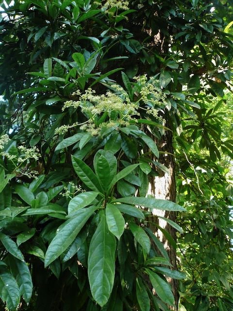 Hydrangea viburnoides - climbing hydrangea, pileostegia