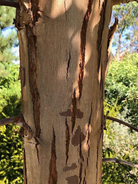 Eucalyptus rubida - candlebark gum