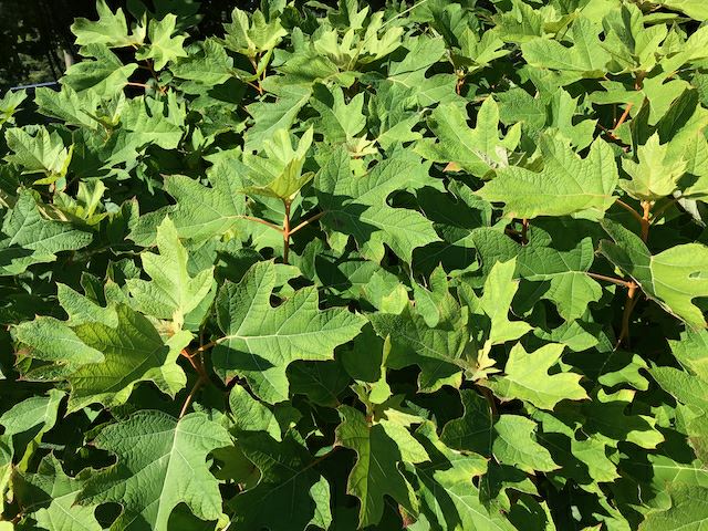 Hydrangea quercifolia - oak-leaf hydrangea
