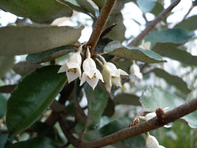 Elaeagnus macrophylla - broadleaf oleaster, silverberry, large-flowered oleaster