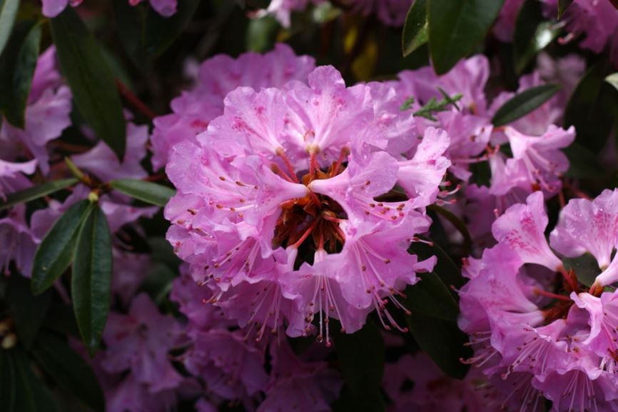 Rhododendron 'Wakehurst' | UBC Botanical Garden