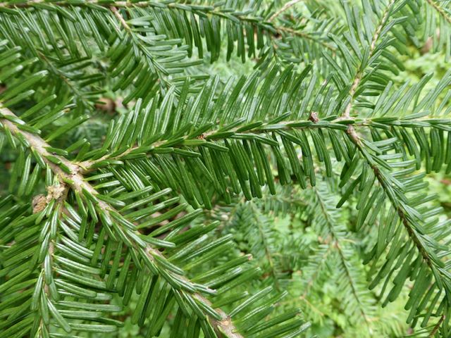 Abies amabilis - Pacific silver fir, Cascades fir, silver fir