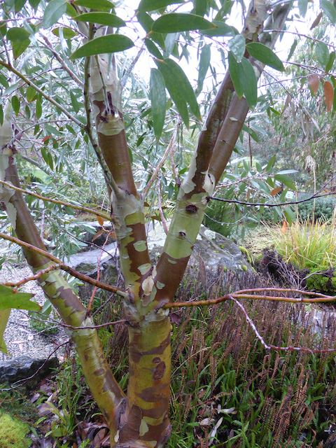 Eucalyptus pauciflora subsp. niphophila - snow gum