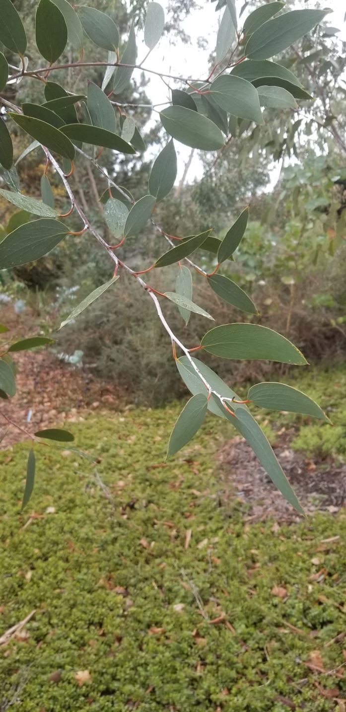 Eucalyptus pauciflora - snow gum