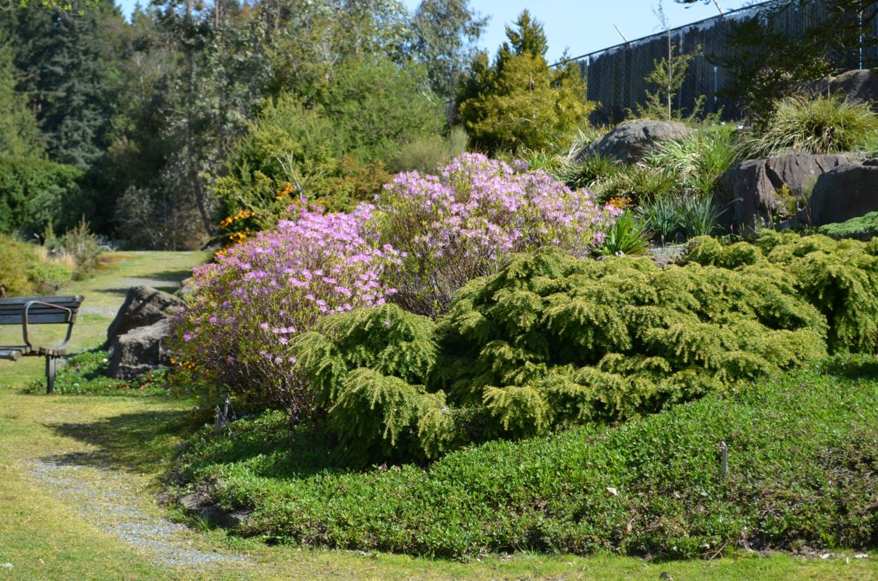 Rhododendron canadense - rhodora