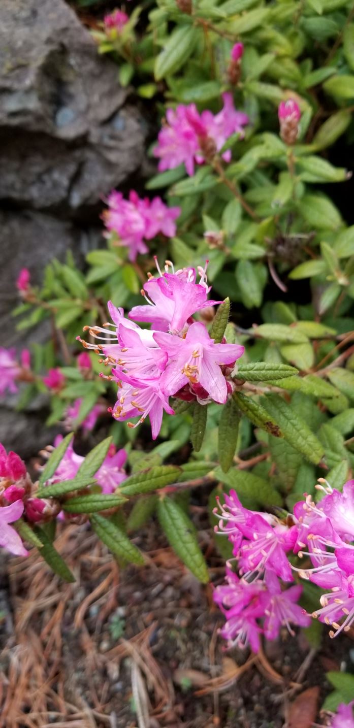 Rhododendron spiciferum - Subsection Scabrifolia