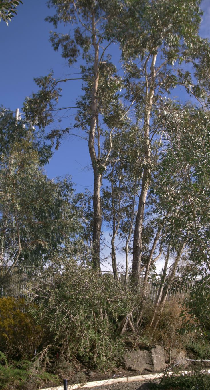 Eucalyptus rodwayi - swamp peppermint tree