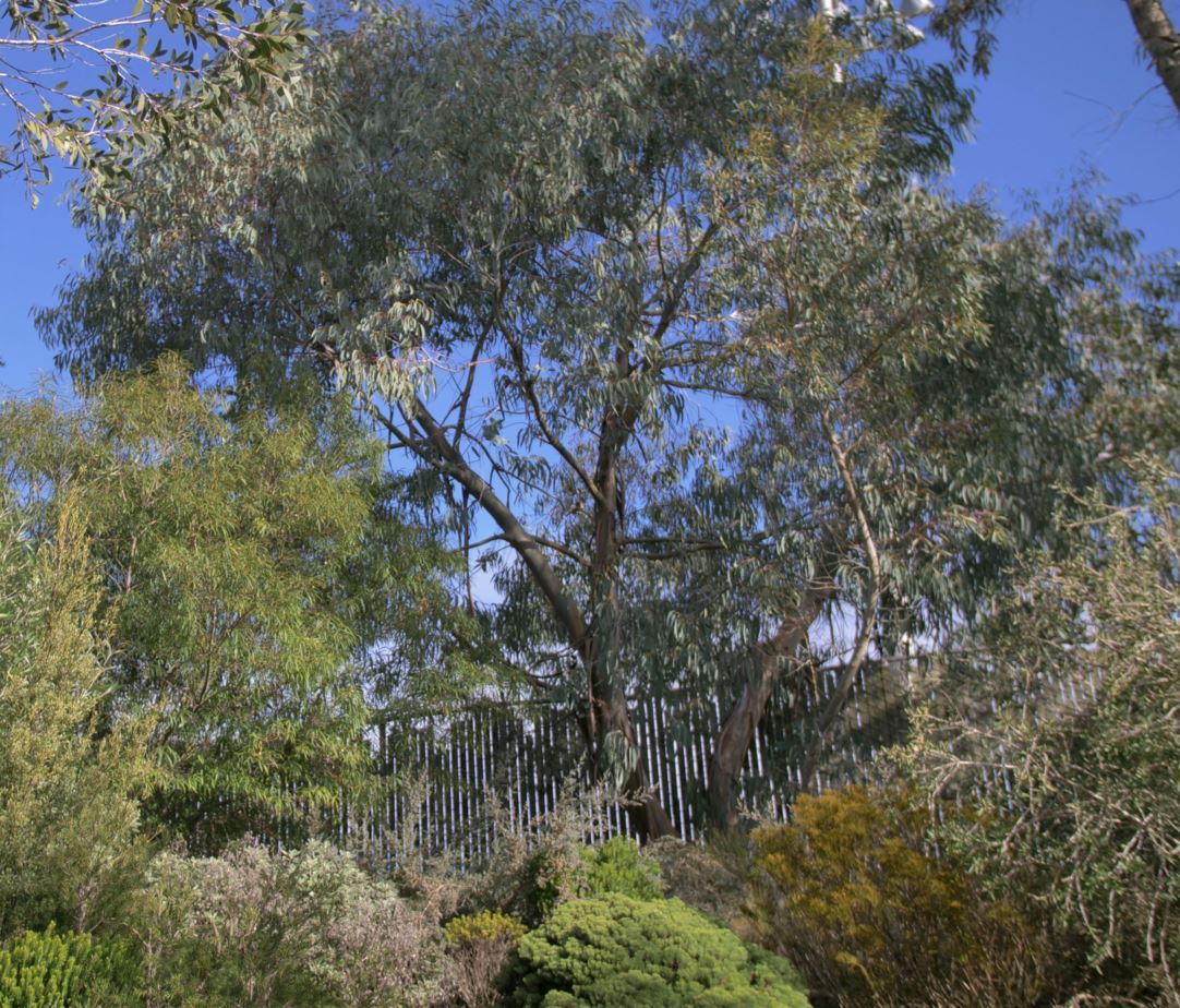 Eucalyptus perriniana - spinning gum