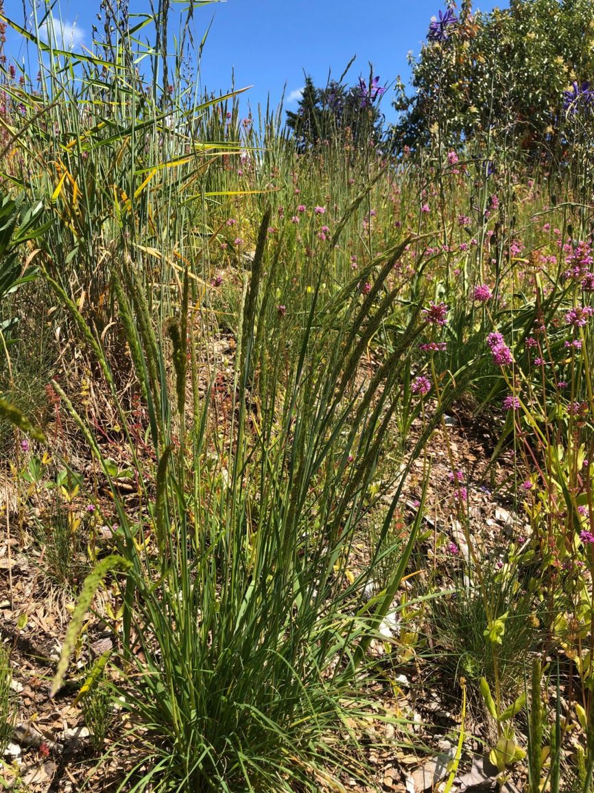 Koeleria macrantha - prairie June grass