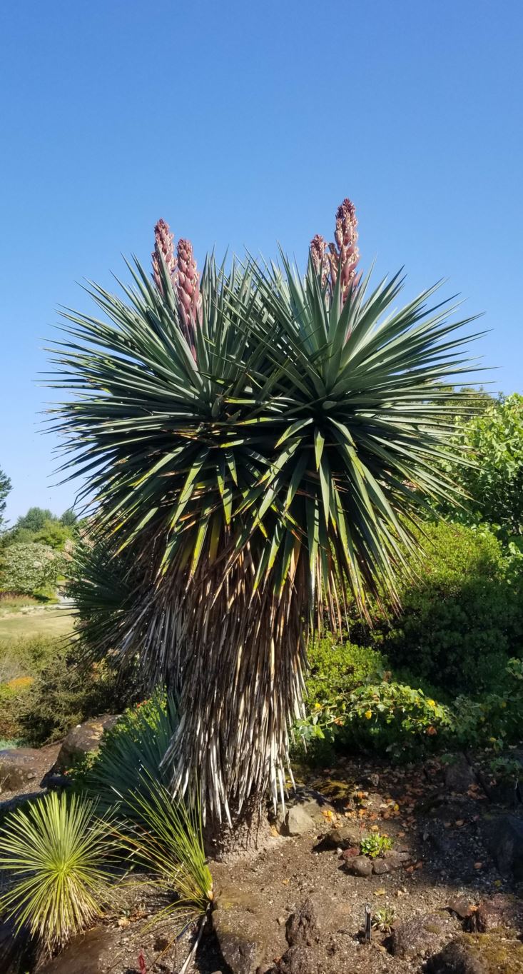 Yucca schottii - hoary yucca
