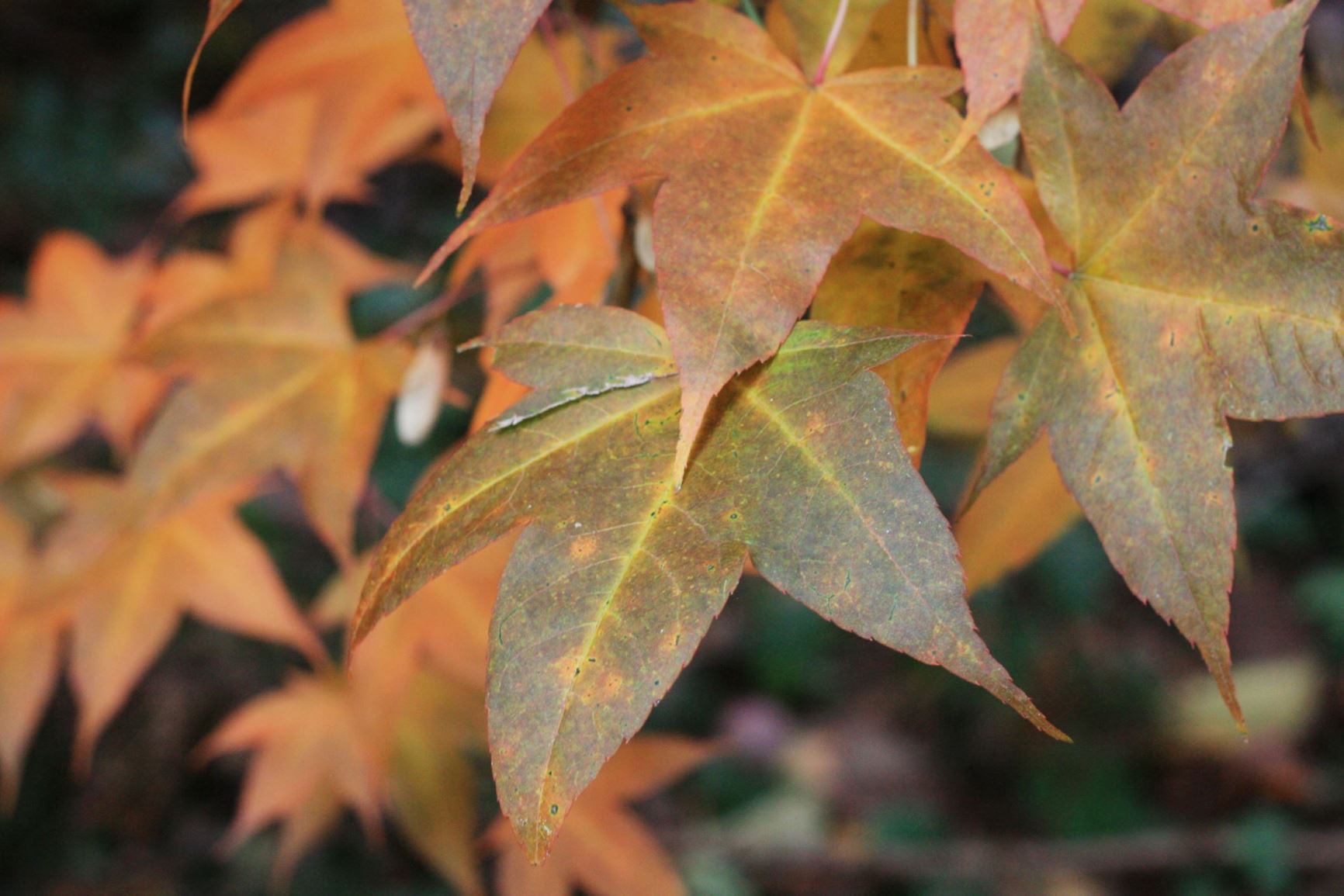 Acer oliverianum - Oliver's maple