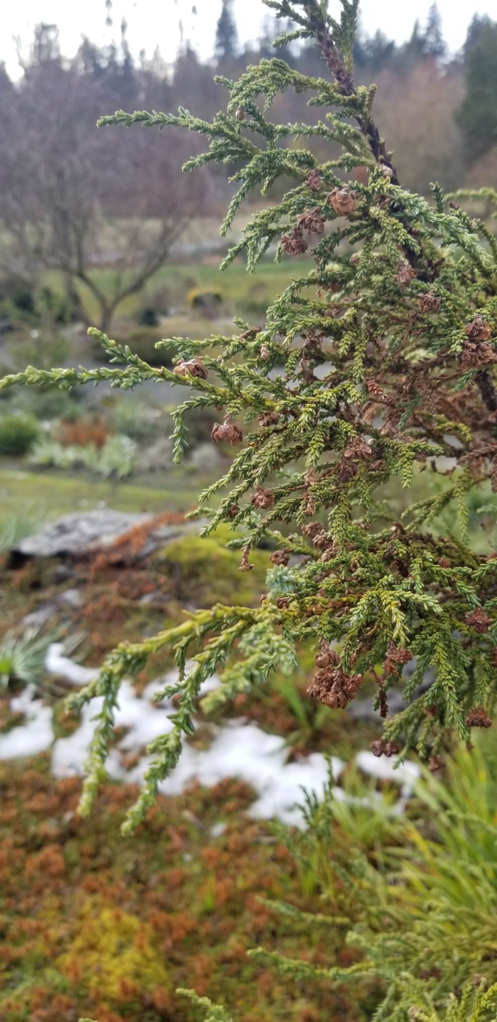 Fitzroya cupressoides - Patagonian cypress