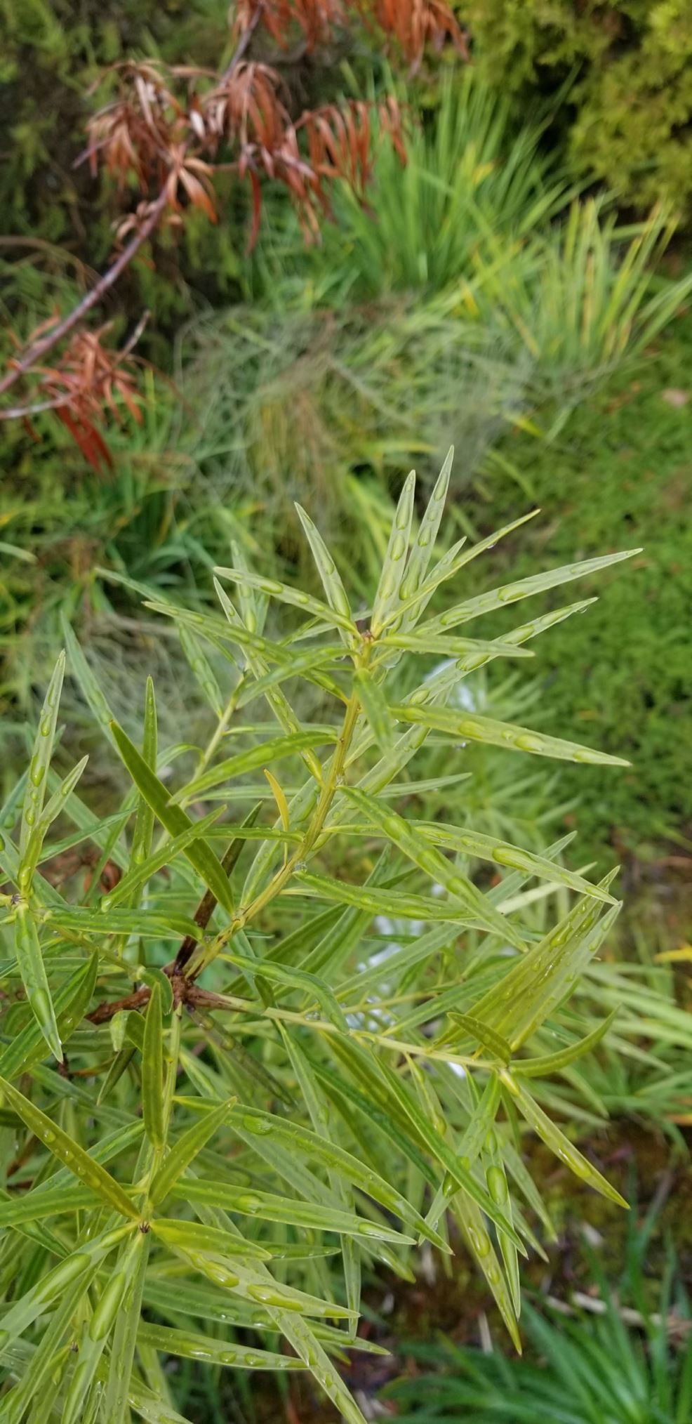 Podocarpus salignus - willowleaf podocarp
