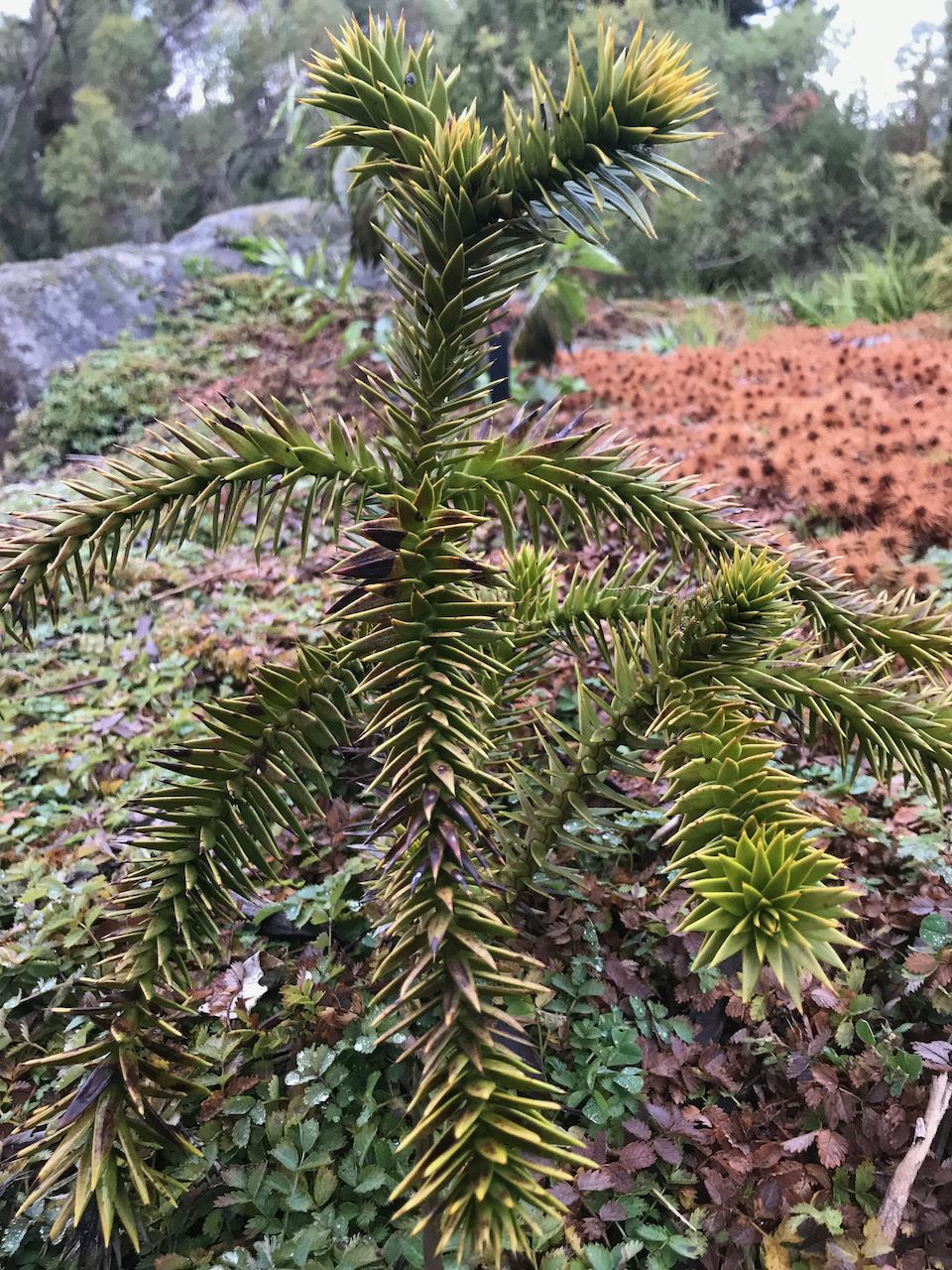 Araucaria araucana - monkey puzzle tree, Chilean pine