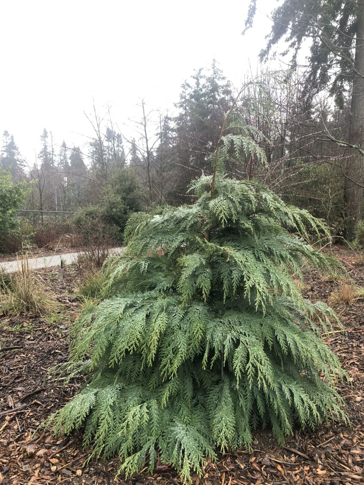 Chamaecyparis lawsoniana - Port Orford cedar, Lawson's false cypress, ginger-pine