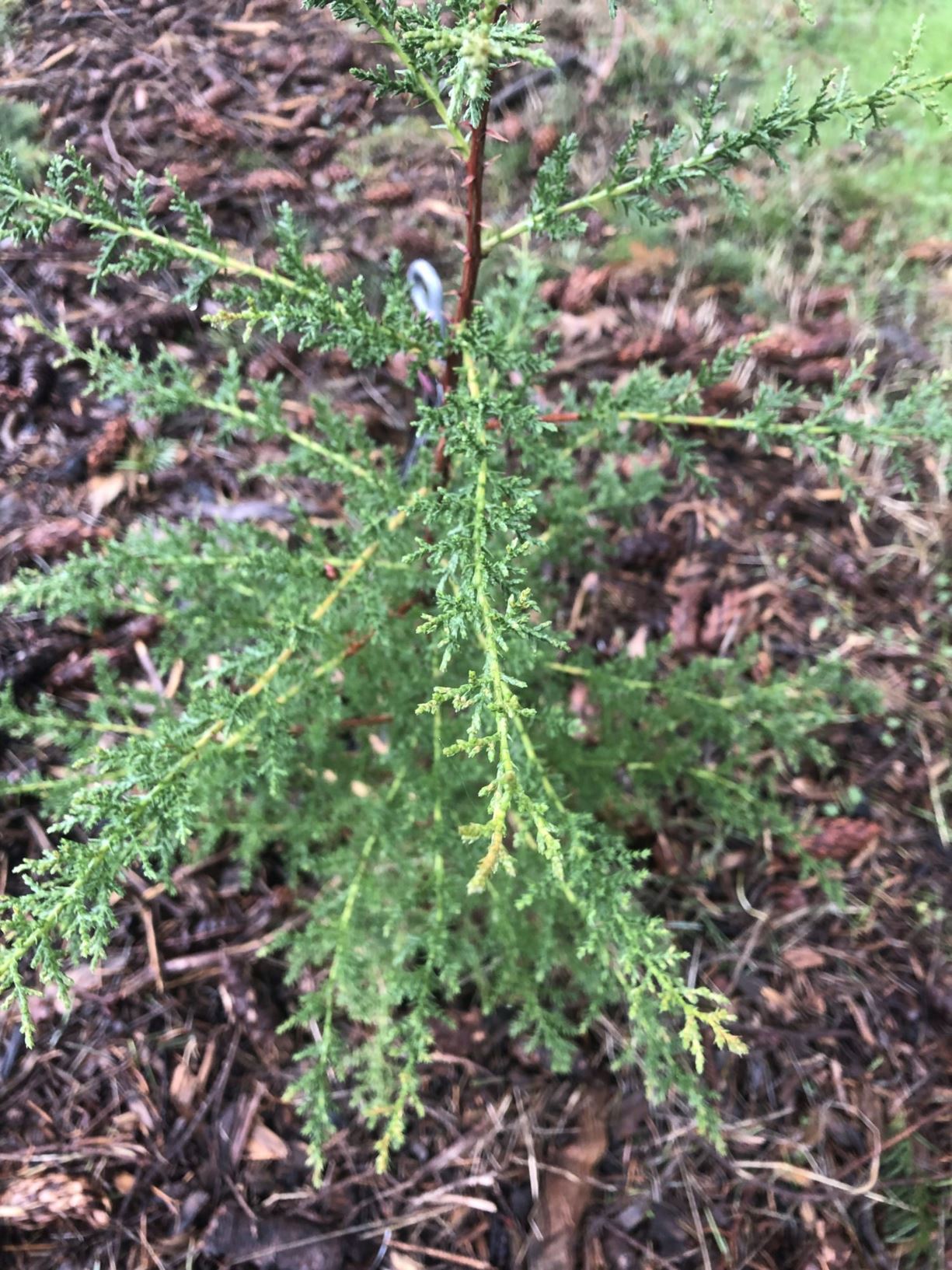 Hesperocyparis abramsiana - Santa Cruz cypress