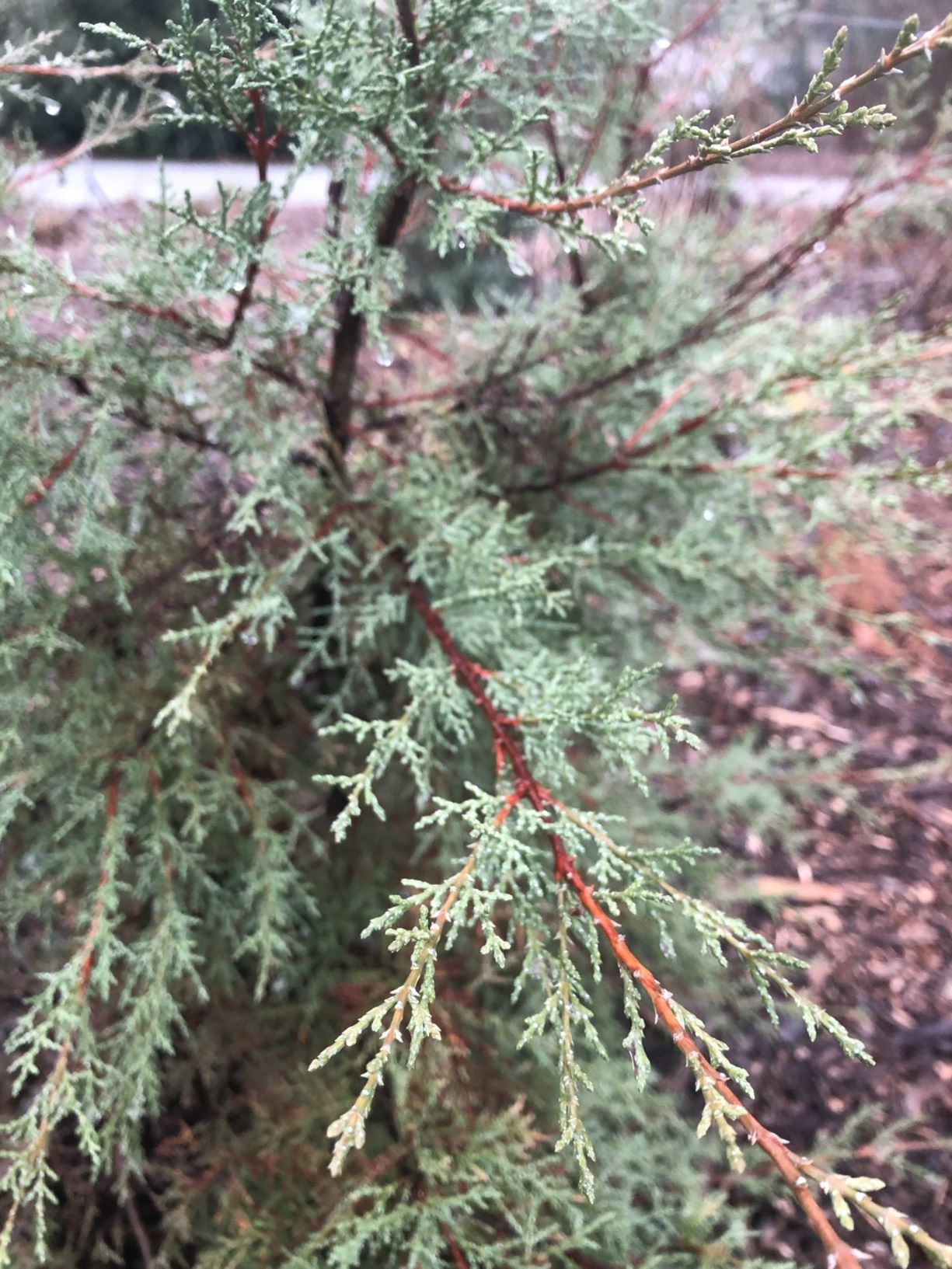 Hesperocyparis macnabiana - Shasta cypress, McNab cypress