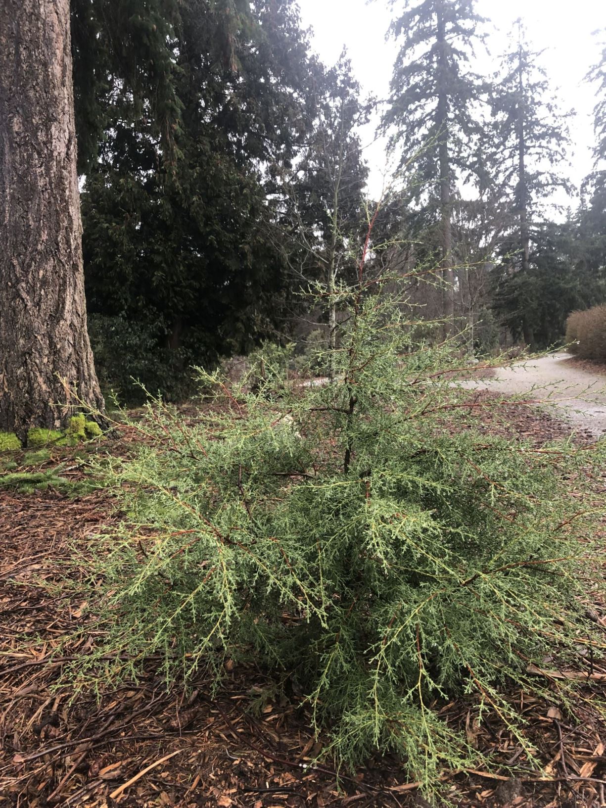 Hesperocyparis sargentii - Sargent cypress