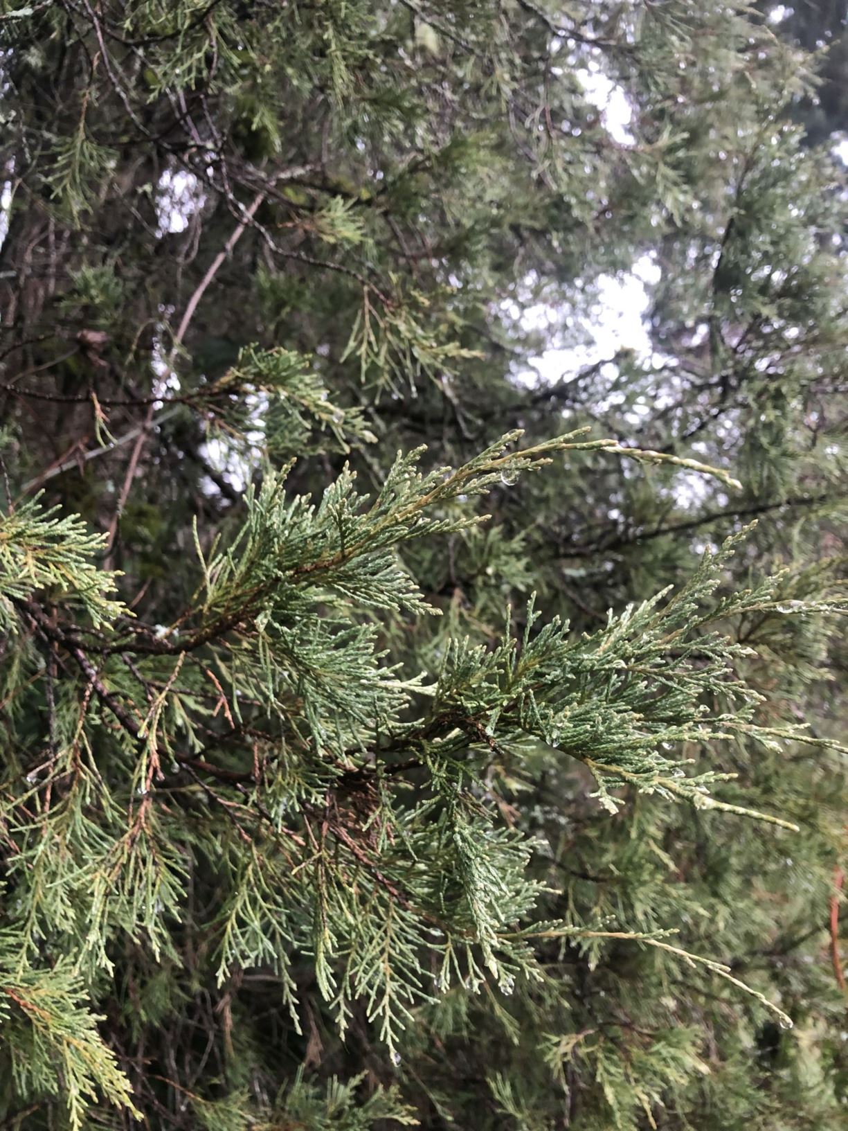 Juniperus scopulorum - Rocky Mountain juniper