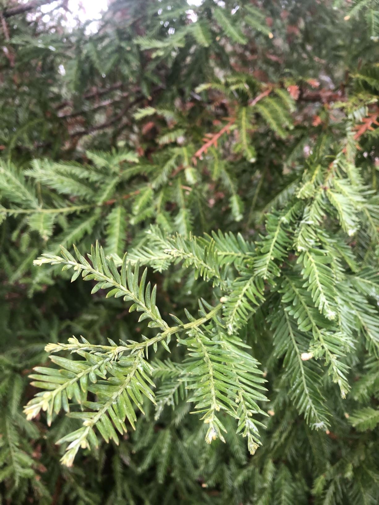 Sequoia sempervirens - redwood