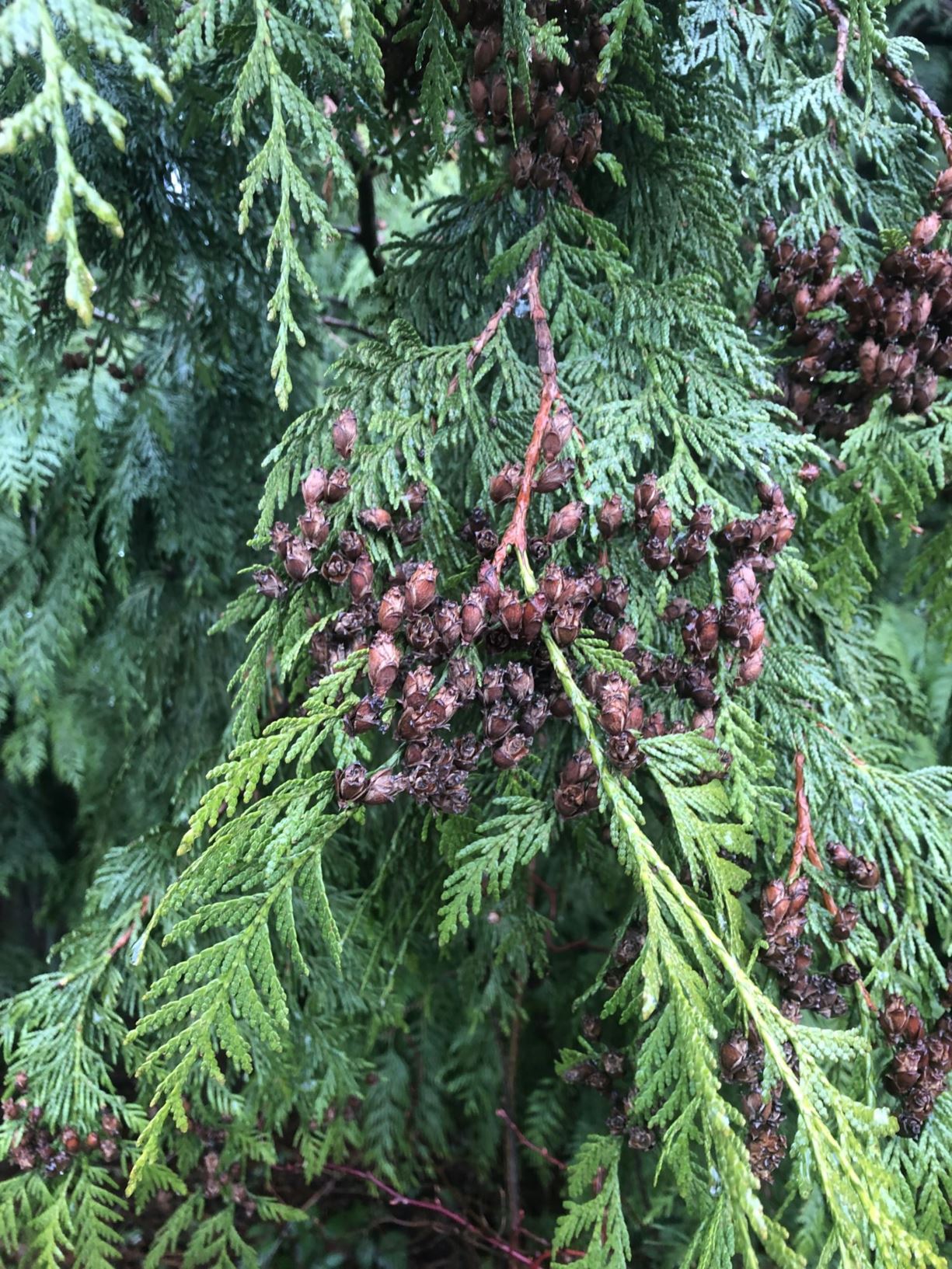Thuja plicata - Pacific red-cedar, western red cedar