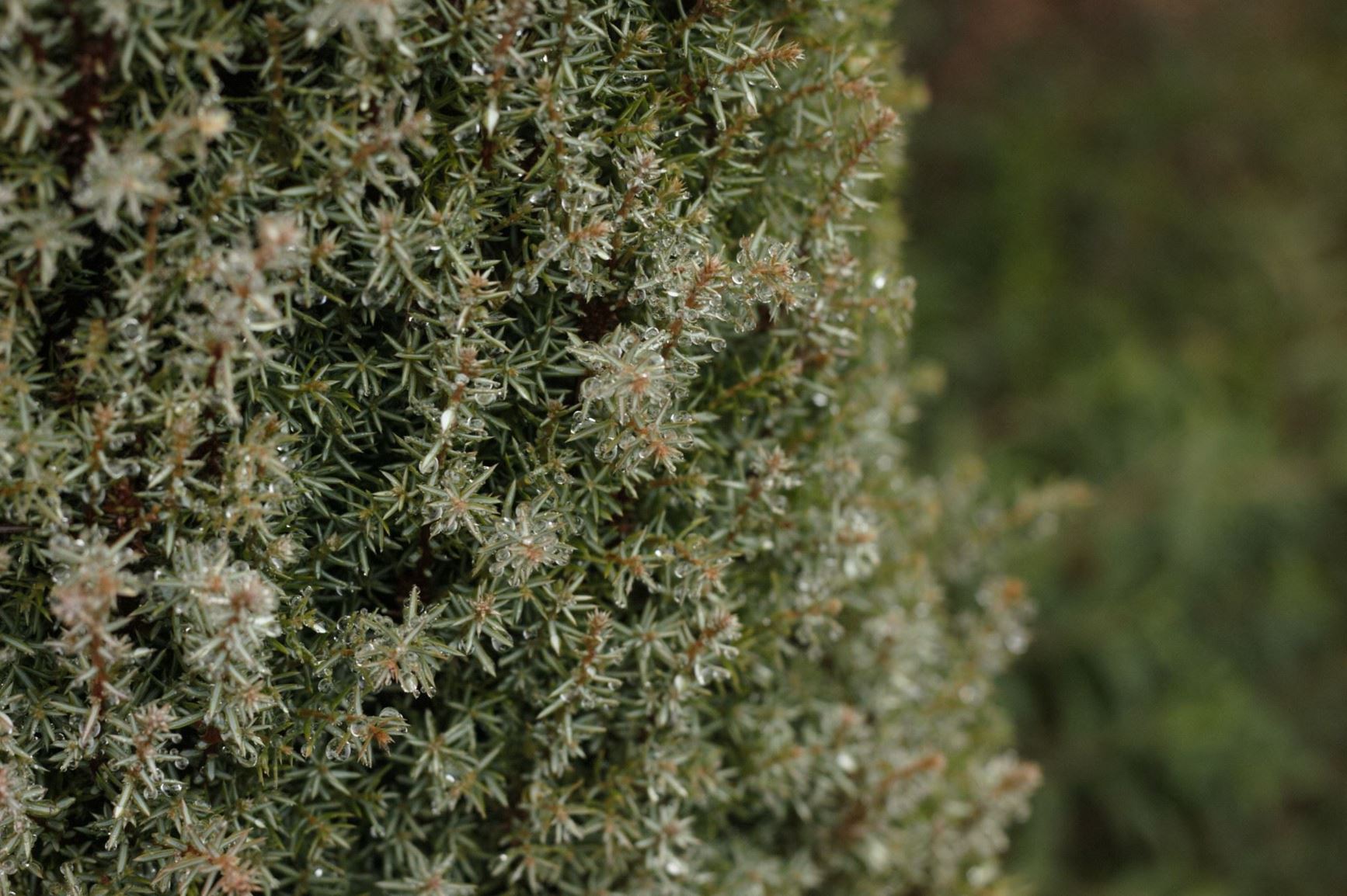 Juniperus communis 'Sentinel' - columnar juniper