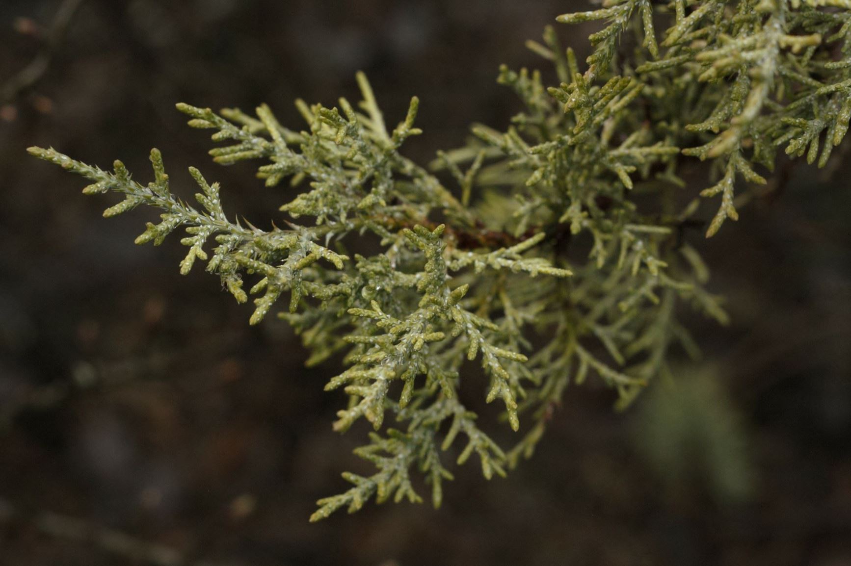 Juniperus occidentalis - western juniper