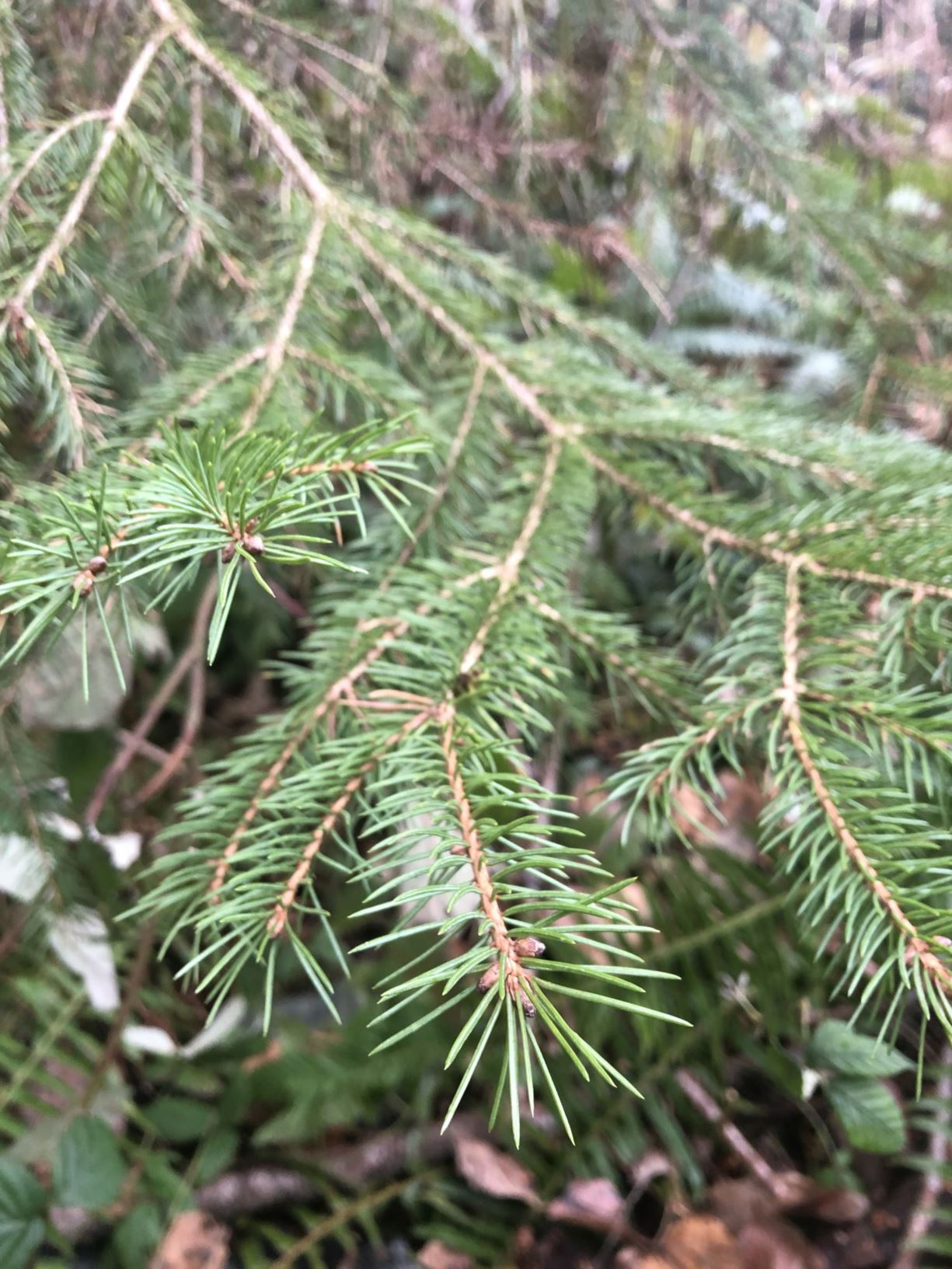 Picea glauca - white spruce