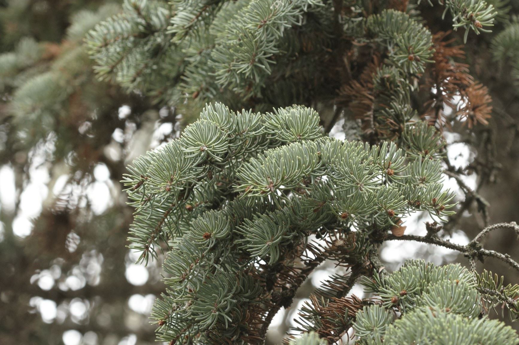 Picea crassifolia - Qinghai spruce