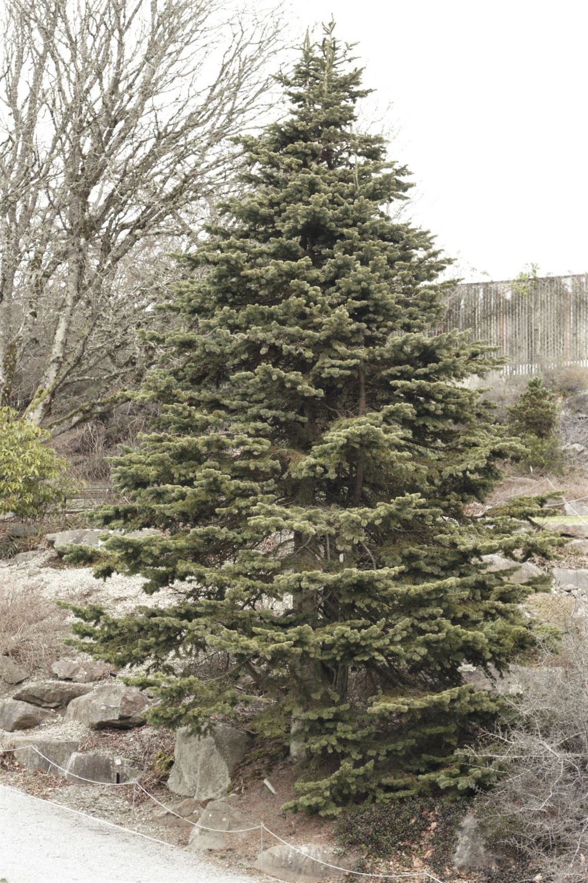 Abies lasiocarpa - alpine fir, subalpine fir
