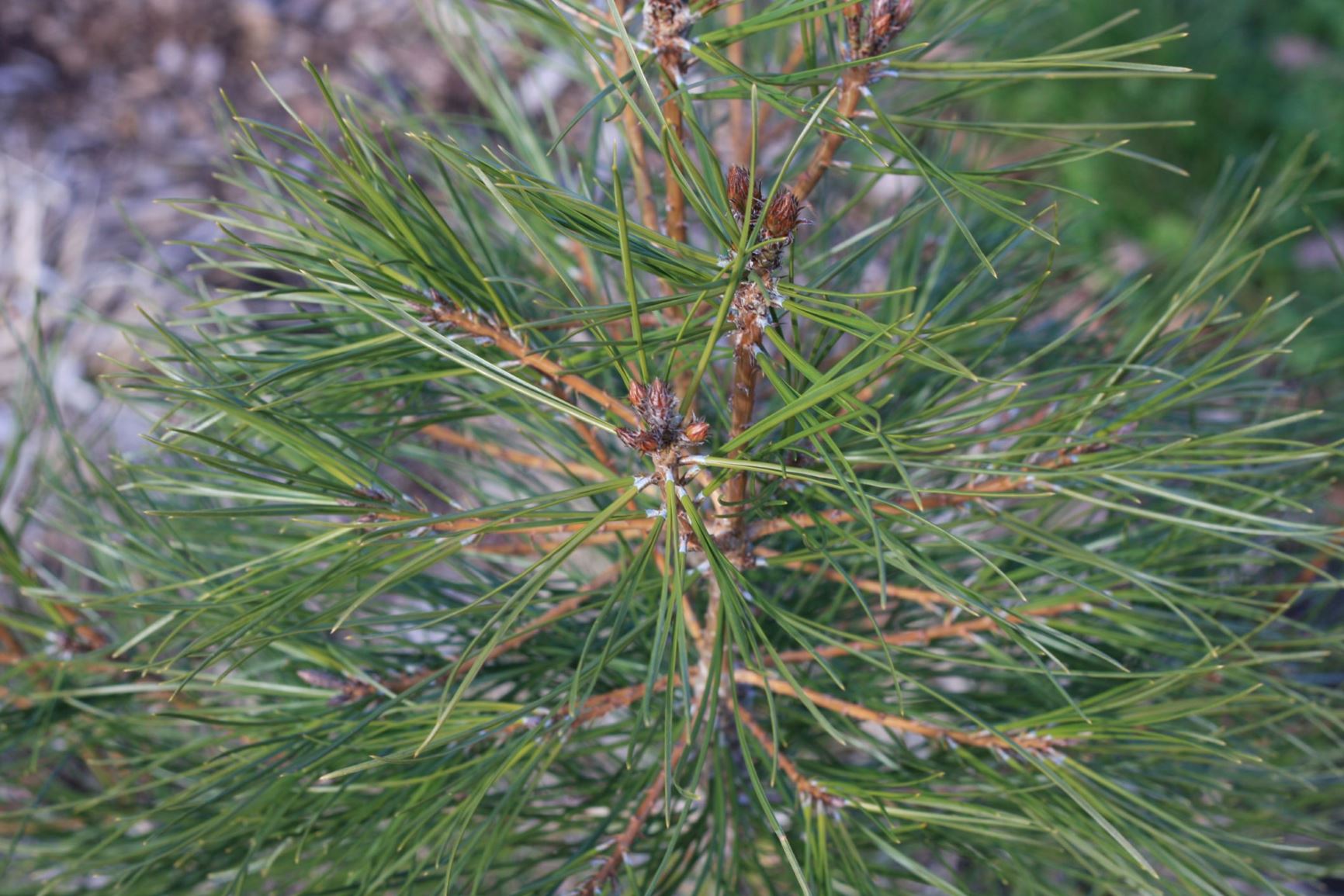 Pinus brutia - Turkish pine