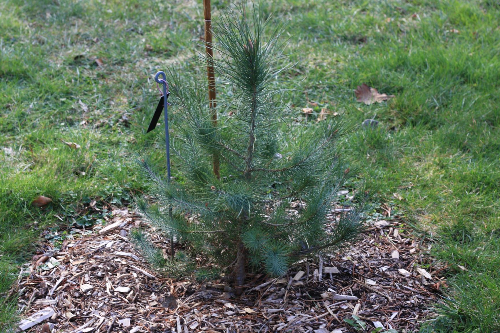 Pinus pinea - Italian stone pine