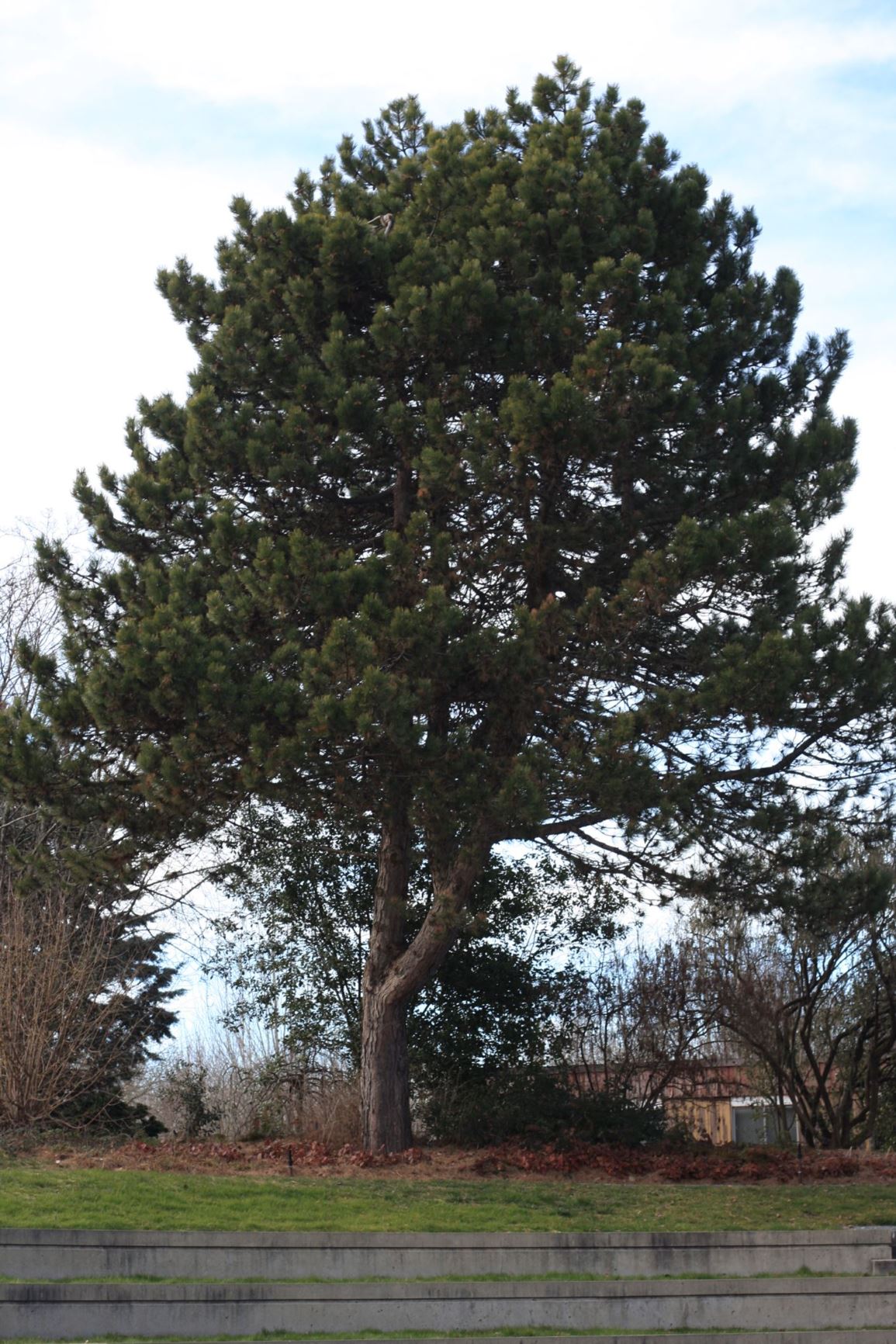Pinus nigra - Austrian pine, black pine
