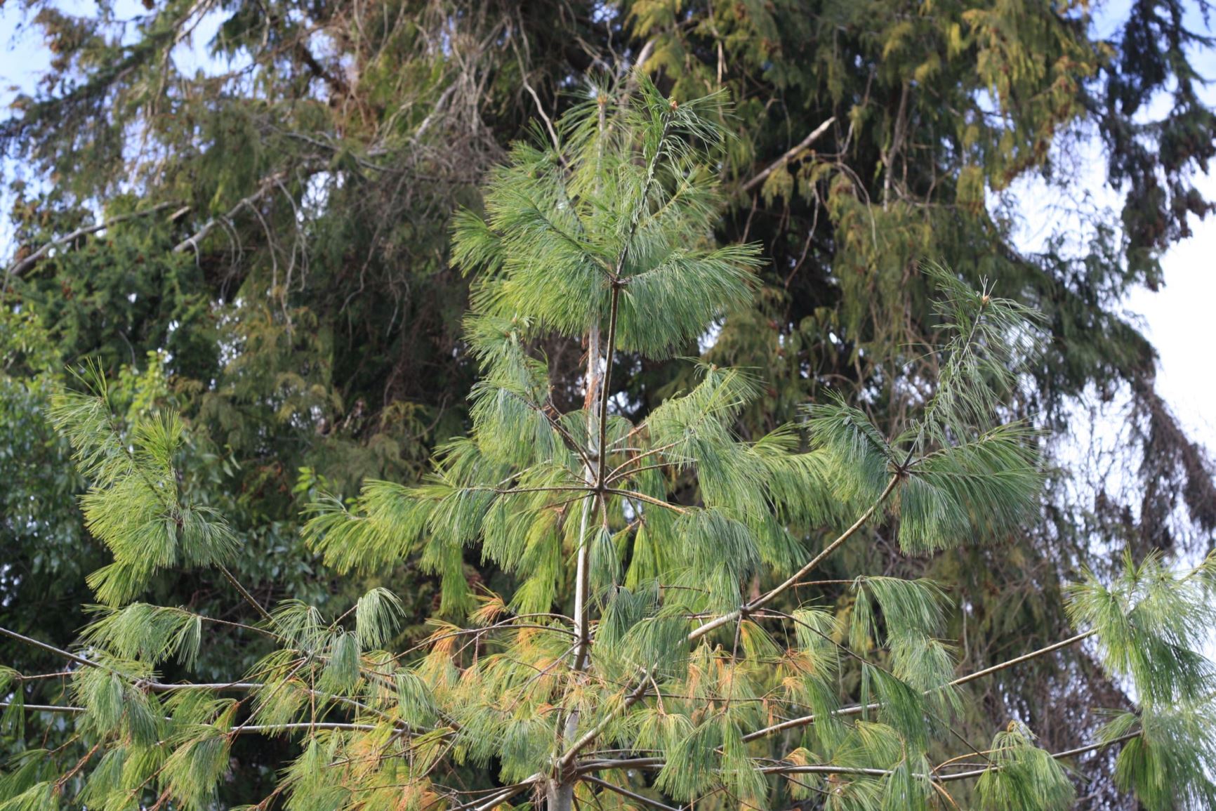 Pinus armandii var. mastersiana - Taiwan high mountain pine