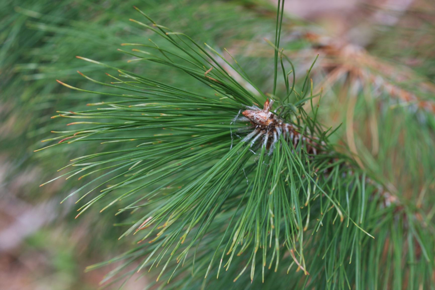 Pinus densata - Sikang pine