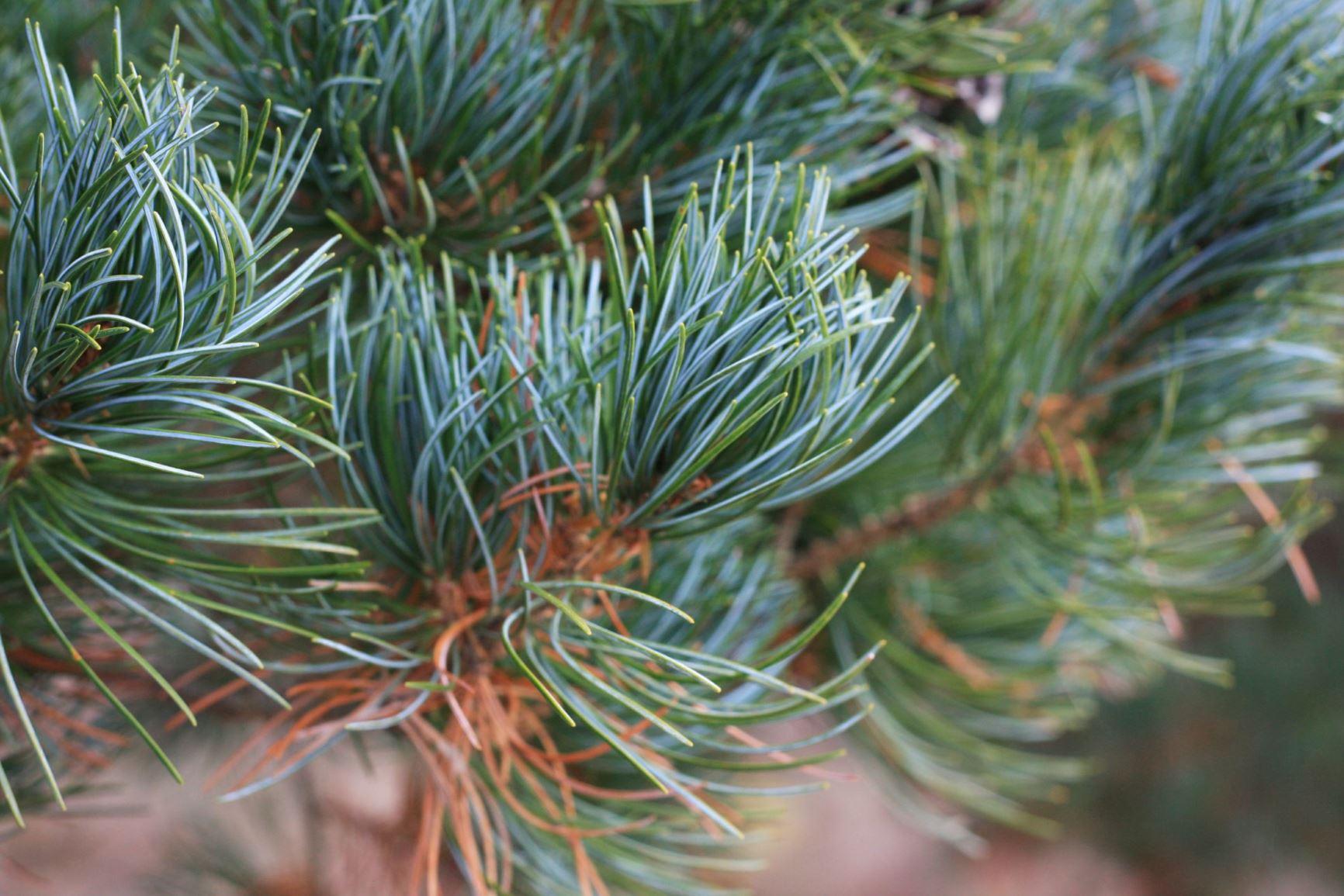 Pinus parviflora Glauca Group - blue-needled Japanese white pine