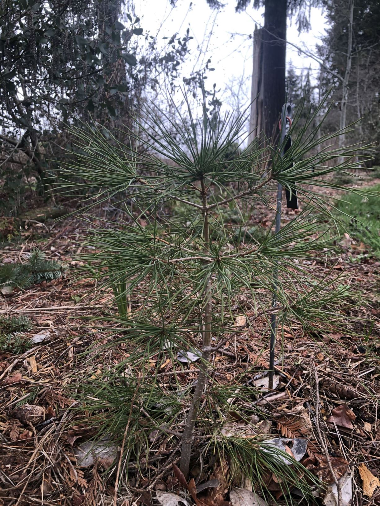 Pinus lambertiana - sugar pine