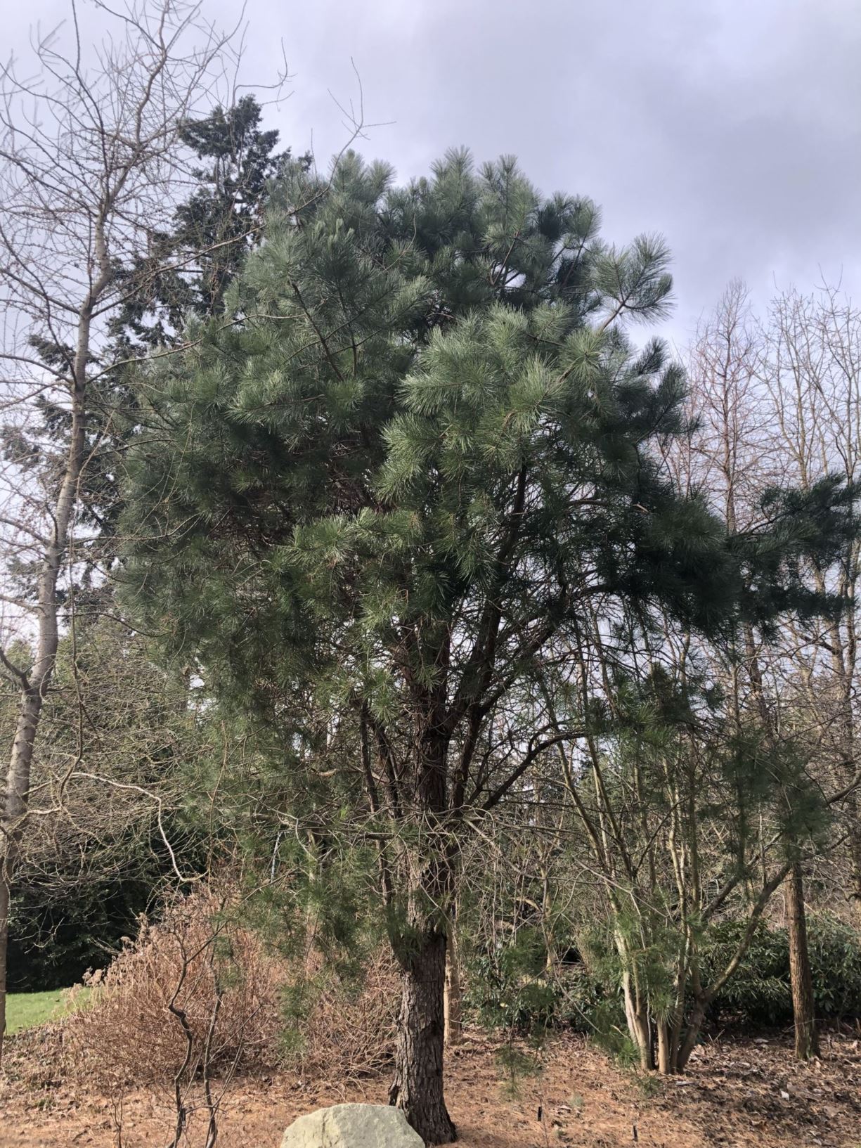 Pinus rigida - pitch pine