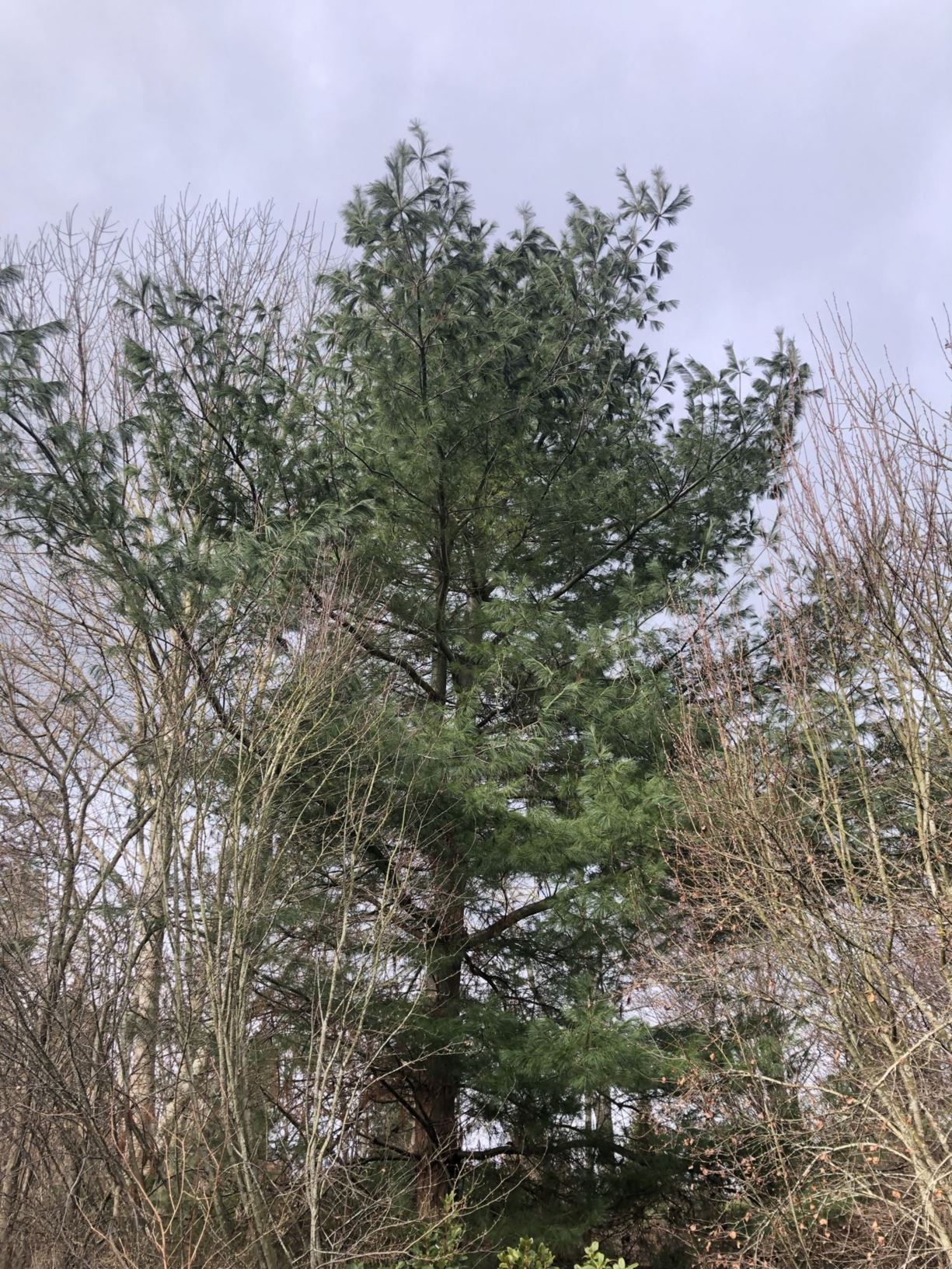 Pinus strobus - eastern white pine